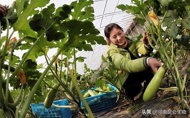 西葫芦枯萎用哪些肥料好？烂根叶面喷什么好？黄叶死苗用什么肥好4