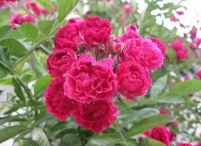 50种浪漫鲜花花语大全 50种浪漫鲜花花语大全（50种浪漫鲜花花语大全图片） 生活
