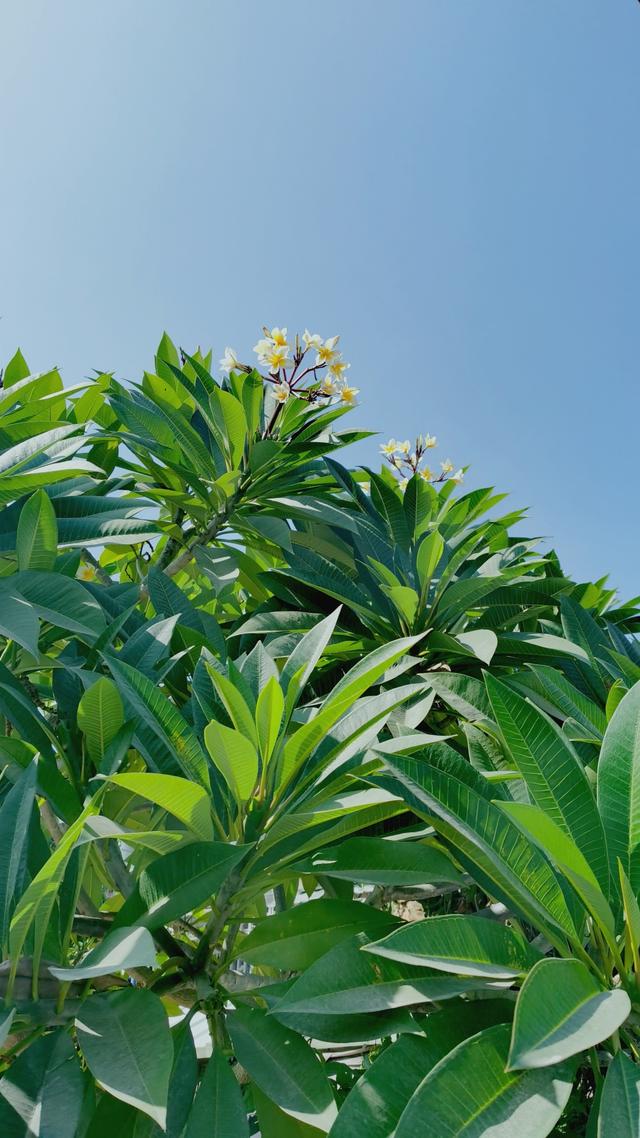 澳门的市花是什么