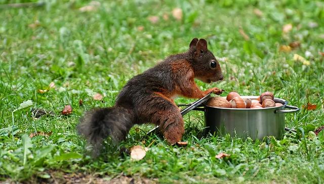 每天吃核桃对心血管健康有益，可降低血中“坏胆固醇”水平