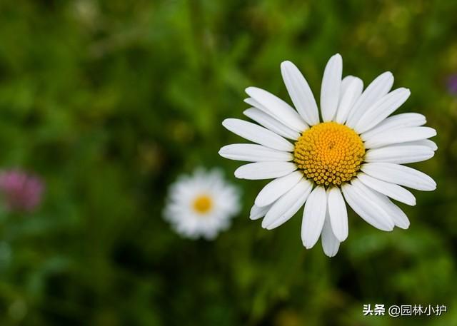 洋甘菊的花语和寓意