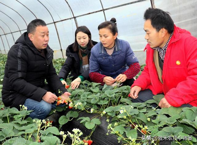 田间小蓟马，农业大危害！蓟马打药杀不死？不妨试试这几招11