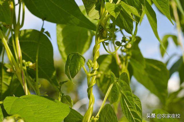 种豆角都能施哪些肥？不是所有的肥都可以，科学施肥结得多还好吃