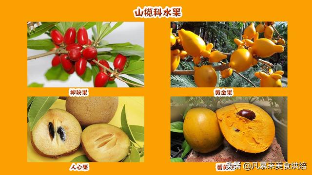 水果有哪些 水果有哪些（水果有哪些形状） 生活