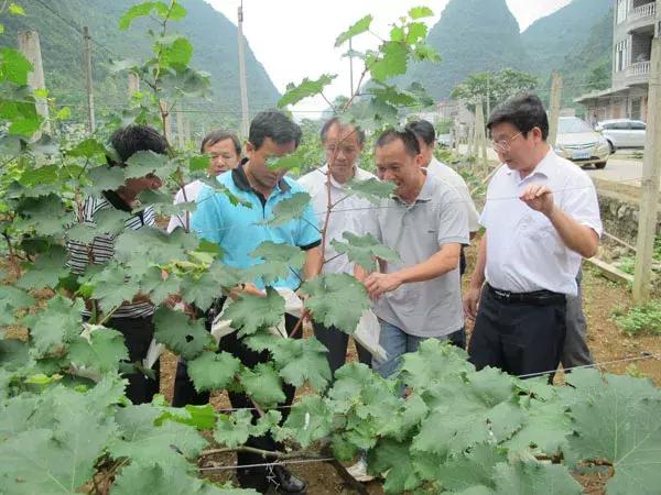 鲜食葡萄封穗期至采收期管理三要点