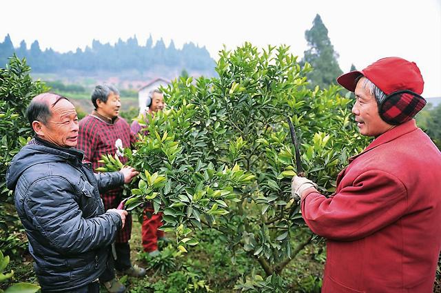 果树根腐的原因，柑橘重茬根腐打什么药？果树根腐特效药根小子！