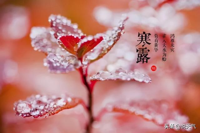 寒露时节养生最佳水果