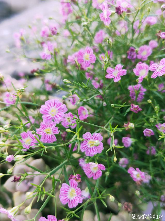 花草图片大全