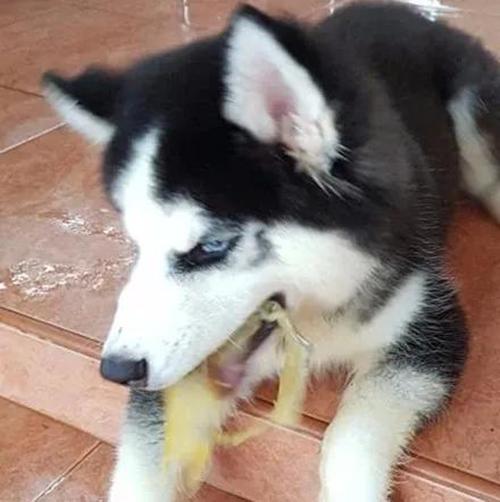 哈士奇饲养方法及技巧（新手养二哈要注意事项）