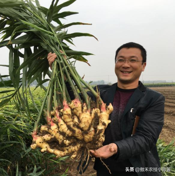 生姜烂脖子病容易烂姜死棵，姜田发病前后综合防治方案看这里16