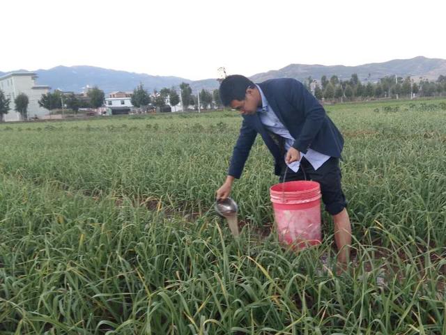 大蒜高产，整地肥料咋配比？施多少效果好？跟着专家学一学4