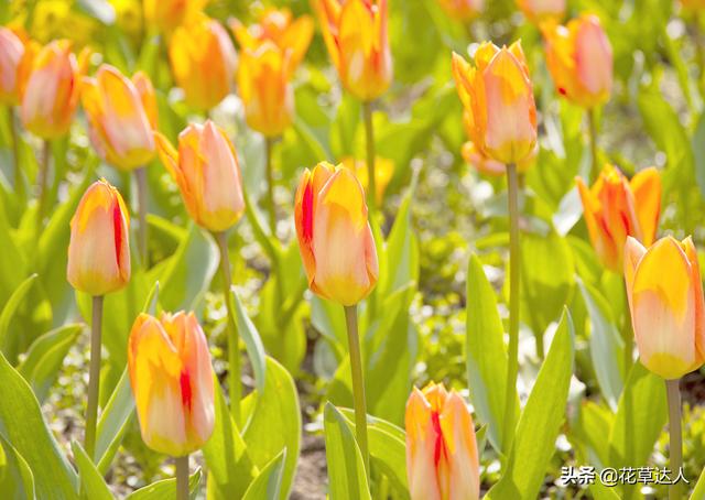 郁金香花语 郁金香花语（郁金香花语和寓意） 生活