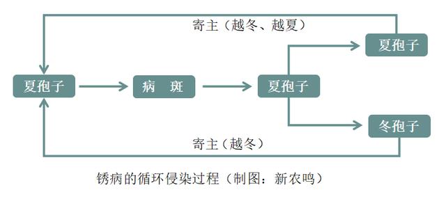 大蒜等葱属作物，锈病进入高发期，是什么原因造成的？如何防治？2