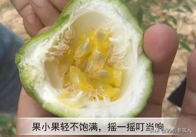 百香果出现“虚花虚果”轻轻一碰就掉落？多措齐施才能减少发生5