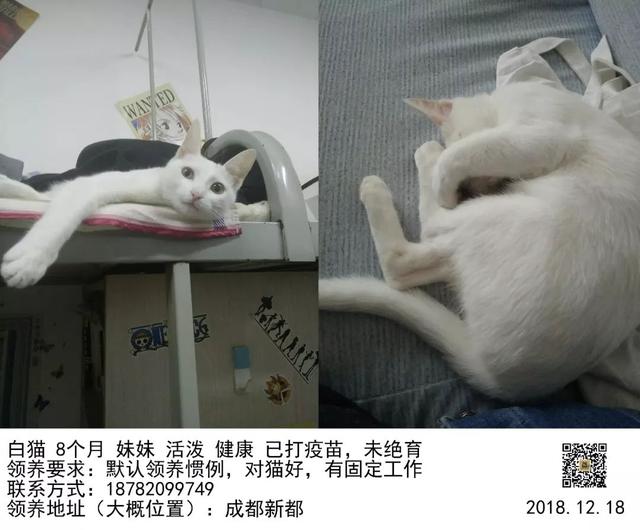 成都宠物猫领养