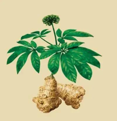 阴阳两虚、气血亏虚、寒热虚实庞杂,但虚不受补,常用仲景薯蓣丸7146 作者:admin 帖子ID:12919 阴阳两虚、气血亏虚、寒热虚实庞杂,但虚不受补,常用仲景薯蓣丸7146 作者:admin 帖子ID:12919