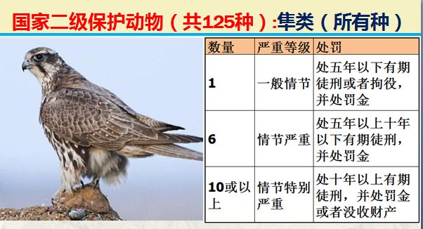 国家二级保护动物