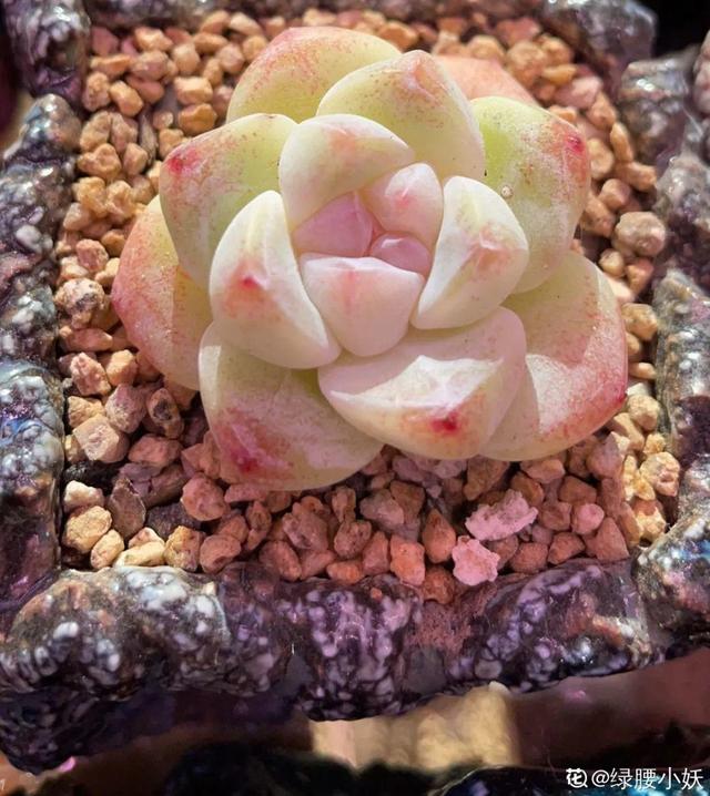 水晶果冻