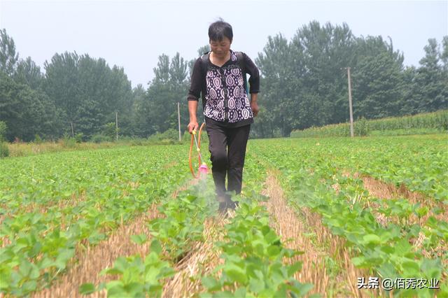 大豆虫害来袭，3点因素增加防治难度，农民朋友牢记施药技巧