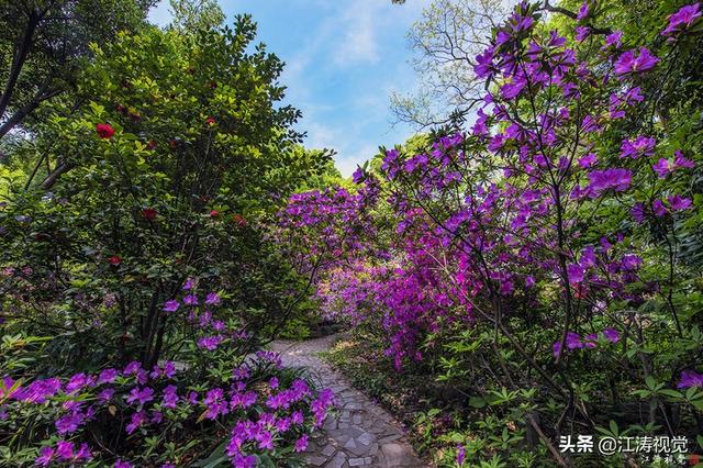 杜鹃花是否有毒