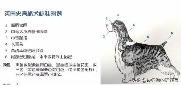 史宾格犬