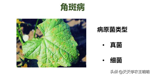 角斑病是怎么来的？到底是真菌还是细菌？分清症状对症下药4