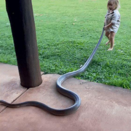 澳洲2岁宝宝徒手抓巨蟒！活生生的！爸爸竟然在旁边鼓励