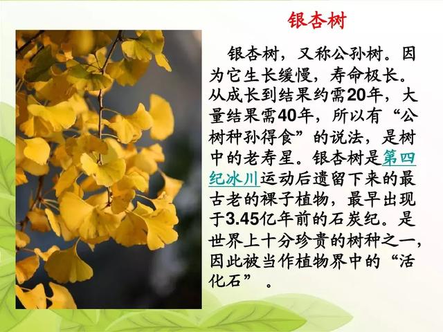 银杏水杉活化石是什么意思