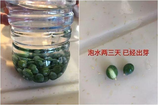 摇钱树种子