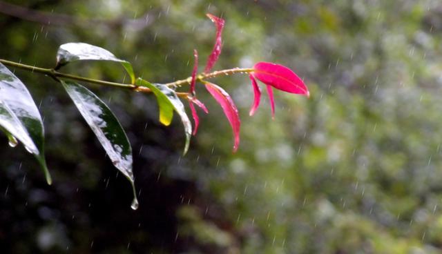 偏爱清秋夜雨时，十首秋雨的诗词，品味古诗词里的浪漫秋雨