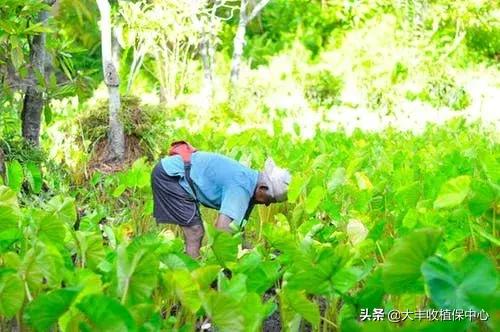 史上最全叶面肥知识（收藏版），分分钟吃透！农民必看3