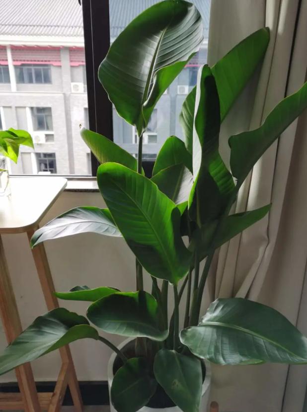 绿宝树