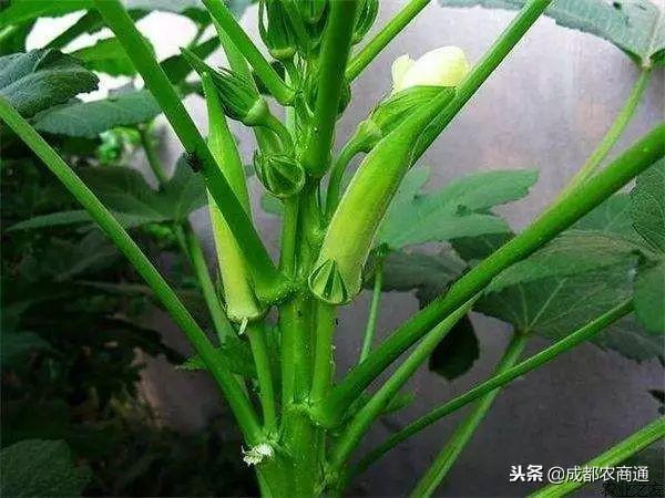 黄秋葵的种植方法