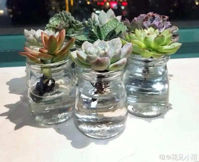 碰碰香有毒吗 碰碰香有毒吗（植物碰碰香有毒吗） 生活