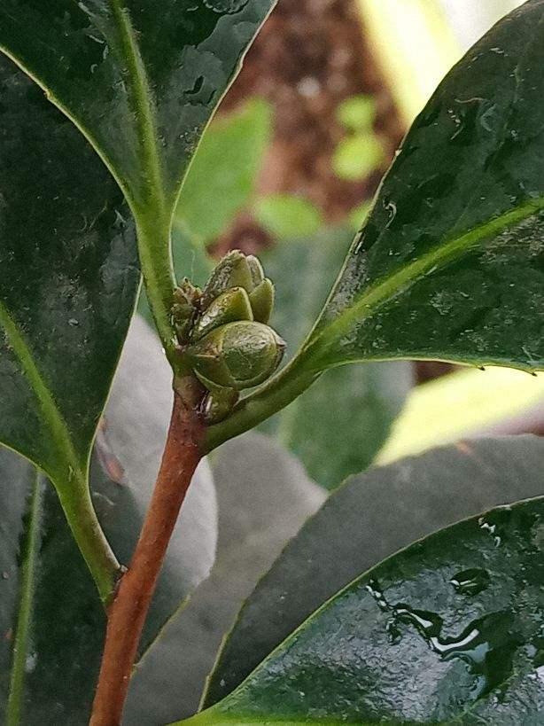 桂花树几月开花