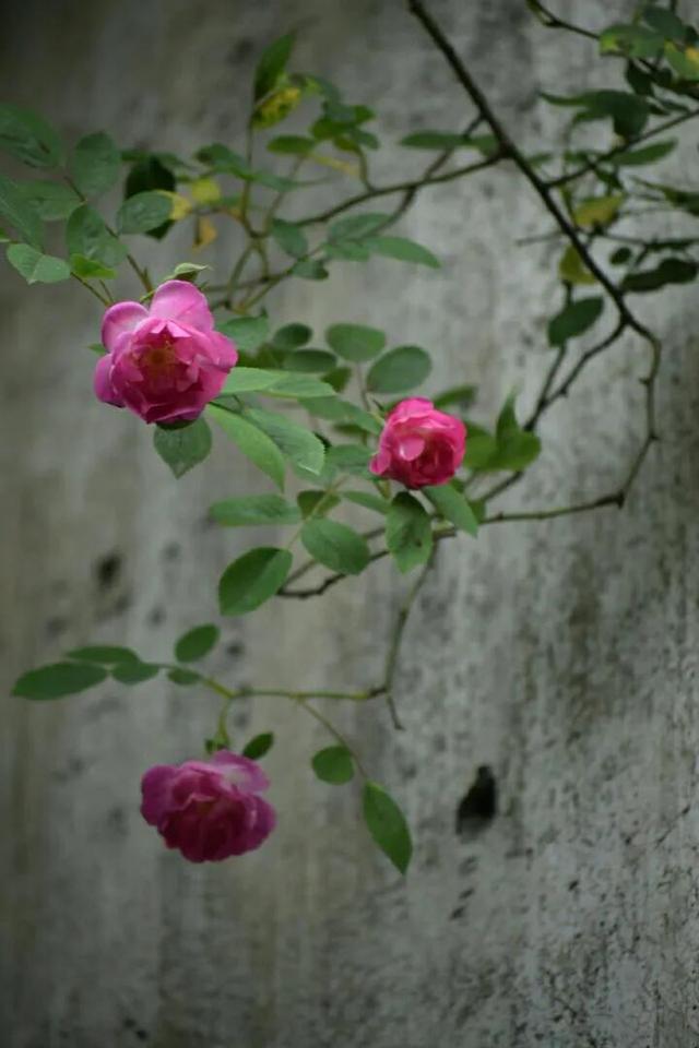 散文：中年回首，人生不过如此