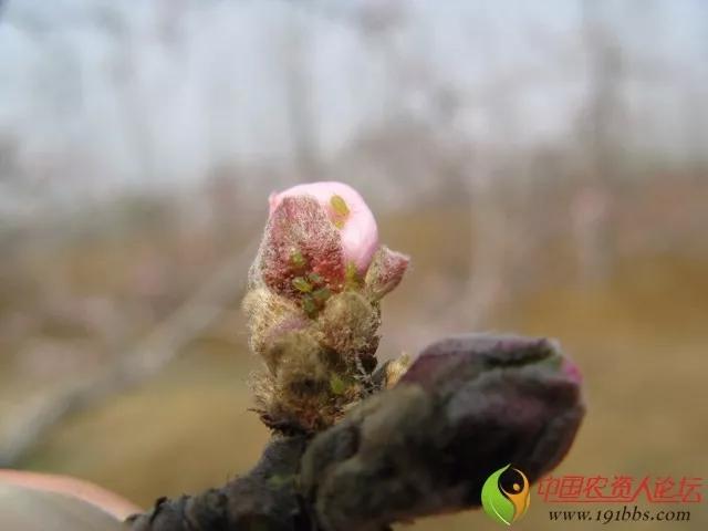 桃树蚜虫除不净！抗性强、繁殖快！掌握这几点药到虫净4