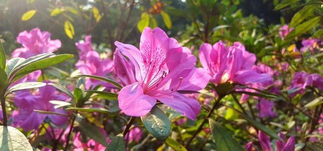 毛鹃 毛鹃（毛鹃花期） 生活