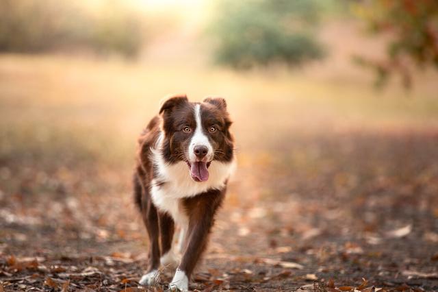 边境牧羊犬智商