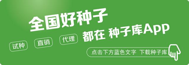 茄子绵疫病如何防治？茄子绵疫病有哪些主要症状？4