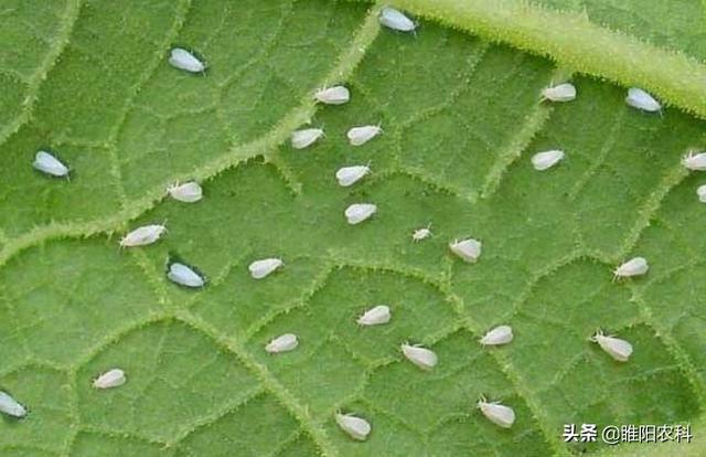 阿维菌素这几个配方，害虫、红蜘蛛、线虫通杀，还不产生抗药性2