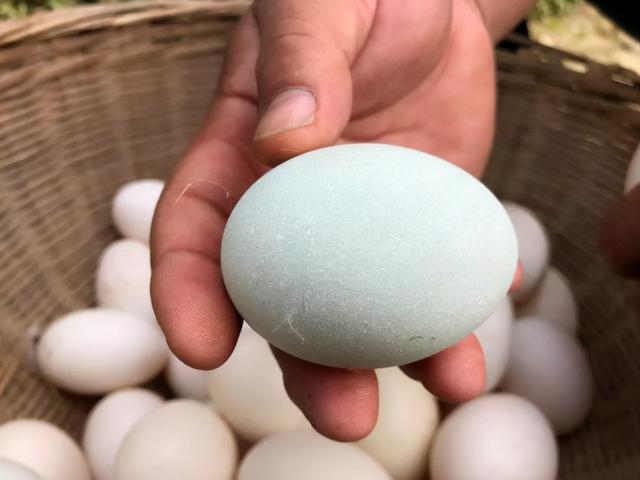 鸡蛋、鸭蛋、鸽子蛋、谁更有营养？医生：这3种蛋尽量少吃