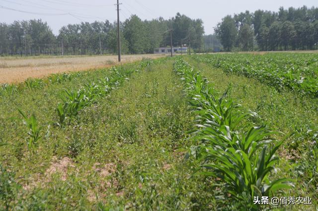 解决田间抗性杂草，农民朋友想到一个主意，安全除草就得到解决