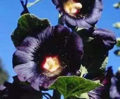 50种浪漫鲜花花语大全 50种浪漫鲜花花语大全（50种浪漫鲜花花语大全图片） 生活