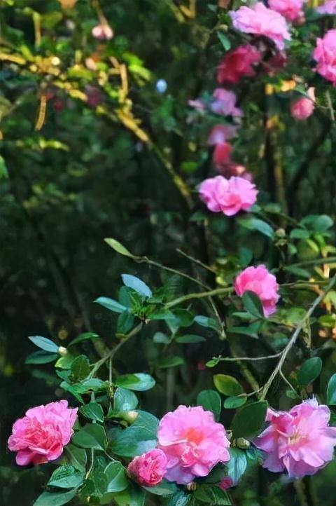 澳门的市花是什么