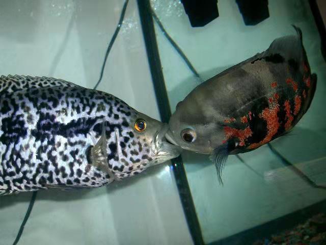 热带鱼鳞掉了一片