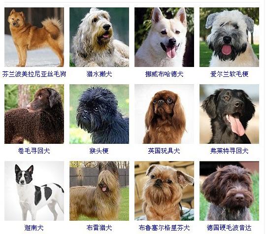 犬类品种大全 名字图片