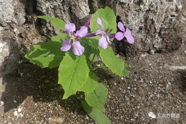 堇菜花  堇菜