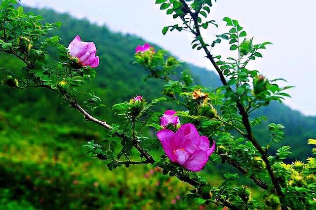 缫丝花