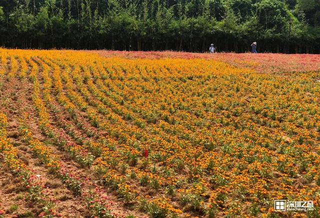 深圳市市花